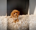 Small #4 Cavapoo