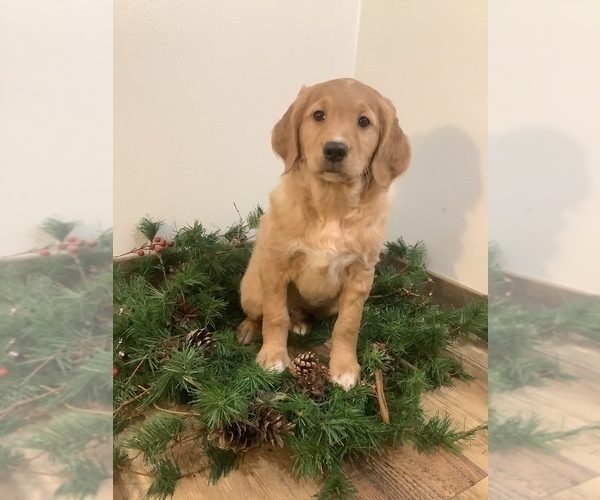 Medium Photo #2 Golden Retriever-Goldendoodle Mix Puppy For Sale in HILLSBORO, WI, USA