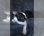 Small #7 Boston Terrier