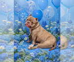 Small #13 Bulldog Mix