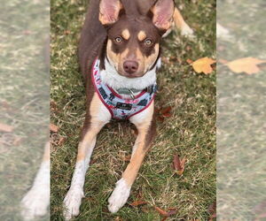 Australian Shepherd-Unknown Mix Dogs for adoption in Mt. Laurel, NJ, USA