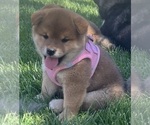 Small Photo #2 Shiba Inu Puppy For Sale in YUCCA VALLEY, CA, USA