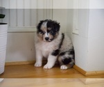 Small Photo #55 Australian Shepherd Puppy For Sale in GREER, SC, USA