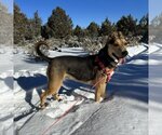 Small Photo #21 Mutt Puppy For Sale in Kanab, UT, USA