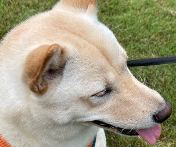 Medium Photo #2 Shiba Inu Puppy For Sale in HIXSON, TN, USA