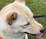 Small Photo #2 Shiba Inu Puppy For Sale in HIXSON, TN, USA