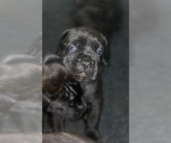 Medium Photo #6 Cane Corso Puppy For Sale in BAKERSFIELD, CA, USA