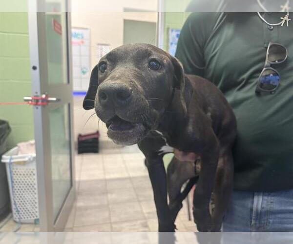 Medium Photo #1 American Pit Bull Terrier-Unknown Mix Puppy For Sale in Grand Prairie, TX, USA