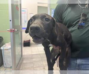 American Pit Bull Terrier-Unknown Mix Dogs for adoption in Grand Prairie, TX, USA