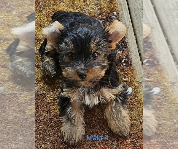 Medium Photo #11 Yorkshire Terrier Puppy For Sale in CONKLIN, NY, USA