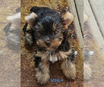 Small #10 Yorkshire Terrier
