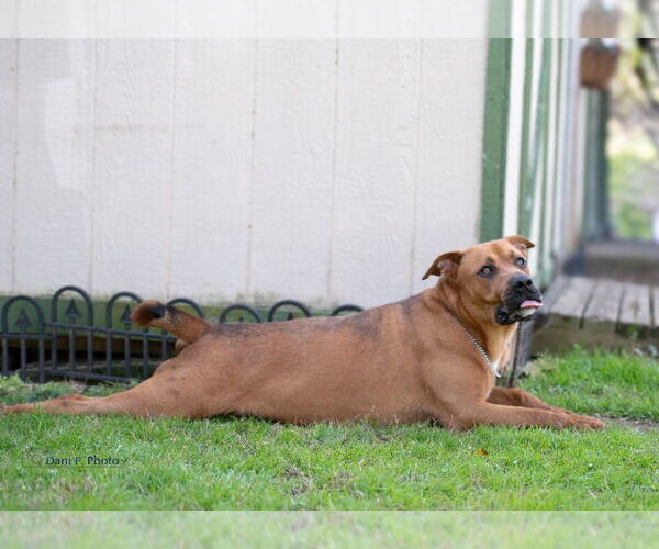 Medium Photo #5 Labrador Retriever-Rhodesian Ridgeback Mix Puppy For Sale in McDonough, GA, USA