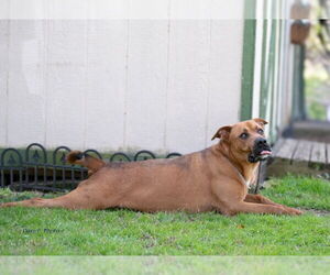 Jasper - Male Doberman Pinscher-German Shepherd Dog Mix Dog for Adoption - Photo #5
