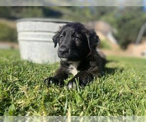 Border Collie Dogs for adoption in Camarillo, CA, USA