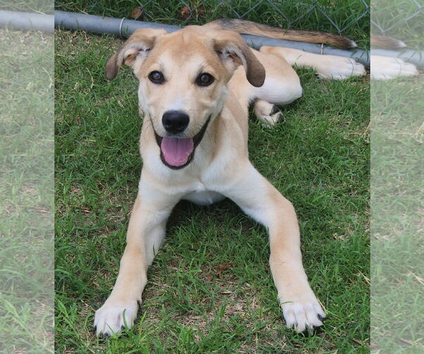 Medium Photo #5 Catahoula Leopard Dog-Great Pyrenees Mix Puppy For Sale in Clinton, OK, USA