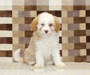 Bernedoodle (Miniature) Puppy for sale in DENVER, PA, USA