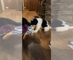 Small Photo #107 Aussiedoodle Puppy For Sale in ASHEVILLE, NC, USA