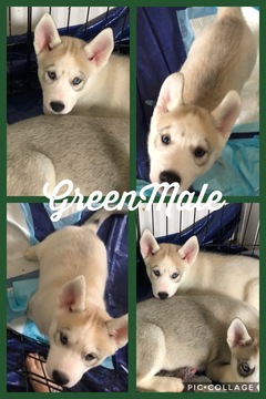 Medium Photo #1 Siberian Husky Puppy For Sale in TAYLORVILLE, IL, USA