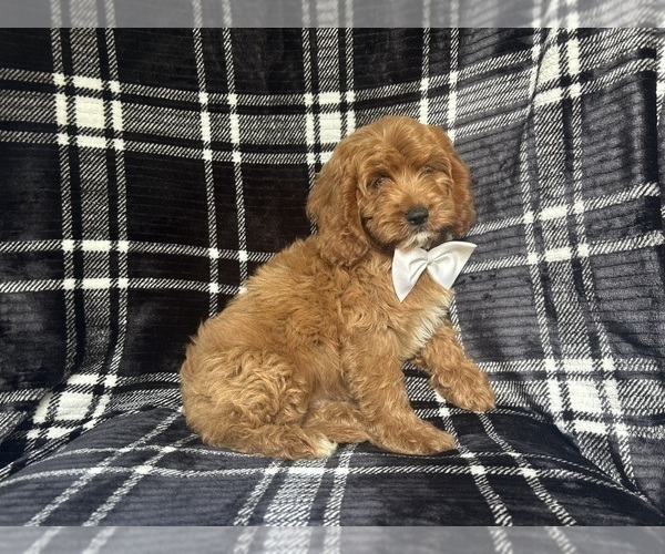 Medium Photo #2 Cavapoo Puppy For Sale in LAKELAND, FL, USA