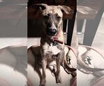 Small Photo #2 German Shepherd Dog-Greyhound Mix Puppy For Sale in Atlanta, GA, USA
