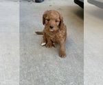 Small #1 Goldendoodle (Miniature)