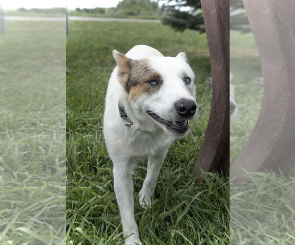Medium Photo #3 Mutt Puppy For Sale in Estherville, IA, USA