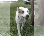 Small #2 Mutt
