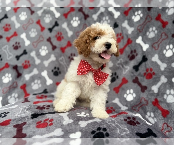 Medium Photo #5 Cockapoo (Miniature) Puppy For Sale in LAKELAND, FL, USA