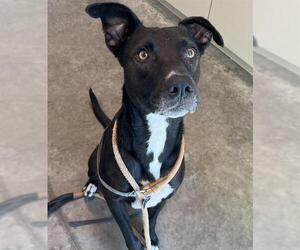 Labrador Retriever-Unknown Mix Dogs for adoption in Tavares, FL, USA