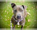 Small #2 American Pit Bull Terrier