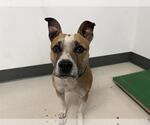 Small American Staffordshire Terrier