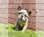 Small Photo #22 French Bulldog Puppy For Sale in LITTLE ROCK, AR, USA