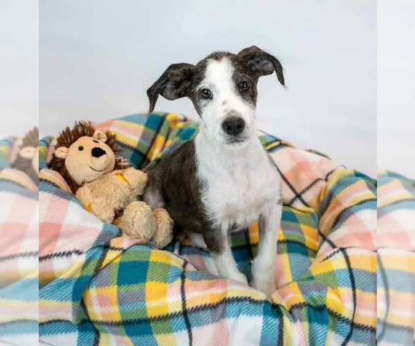 Medium Photo #6 Mutt Puppy For Sale in Kennesaw, GA, USA