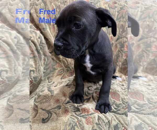 Medium Photo #1 Australian Shepherd-Unknown Mix Puppy For Sale in Jackson Township, NJ, USA