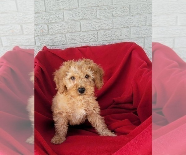 Medium Photo #1 Goldendoodle (Miniature) Puppy For Sale in INDIANAPOLIS, IN, USA