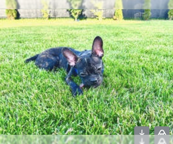 Medium Photo #2 Boston Terrier-Unknown Mix Puppy For Sale in Plainfield, IL, USA