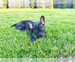 Small #1 Boston Terrier Mix