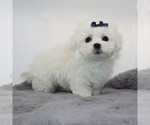Small #3 Maltese