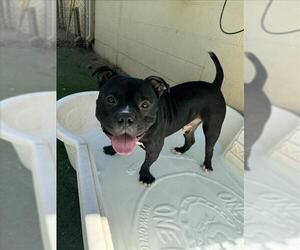 Staffordshire Bull Terrier Dogs for adoption in Woodland, CA, USA