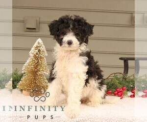 Bernedoodle (Miniature) Puppy for sale in NARVON, PA, USA