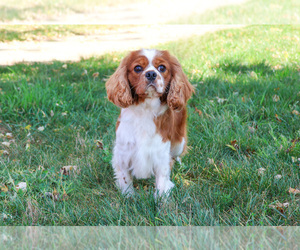 Father of the Cavalier King Charles Spaniel puppies born on 04/23/2025
