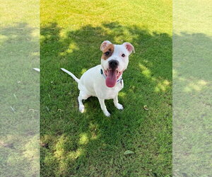 Mutt Dogs for adoption in New London, WI, USA