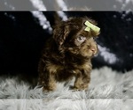 Small Photo #4 YorkiePoo Puppy For Sale in WARSAW, IN, USA
