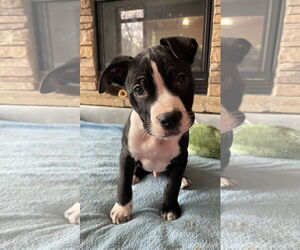 Mutt Dogs for adoption in Germantown, OH, USA