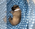 Small Photo #305 Belgian Malinois Puppy For Sale in REESEVILLE, WI, USA