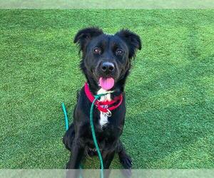 Shollie Dogs for adoption in Orange, CA, USA