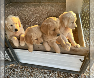 Golden Retriever Puppy for Sale in RUSSELL SPRINGS, Kentucky USA
