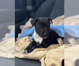 Mutt Dogs for adoption in Riverside, CA, USA