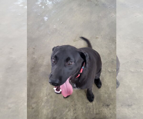 Medium Photo #3 Mutt Puppy For Sale in Germantown, OH, USA
