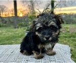 Small Photo #3 Poovanese Puppy For Sale in KNOB NOSTER, MO, USA